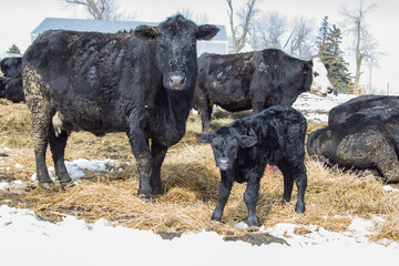 Black Angus cow and calf