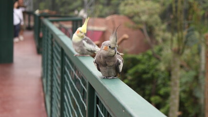 A small parrot bird that is primarily found in aviary