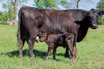 Black Angus cow with calf