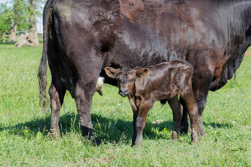 Black Angus cow with calf
