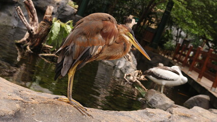 Red Heron Bird