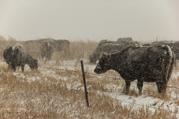 Black Angus cows in a snow storm