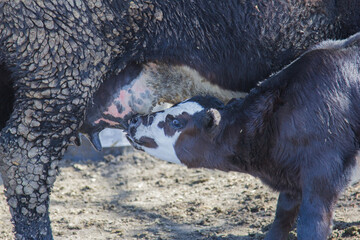 calf suckling on mama