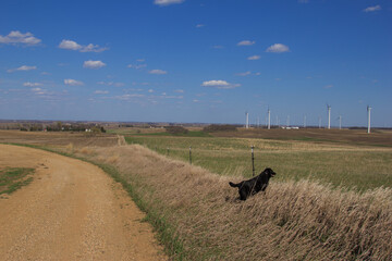black dog looking through a fence