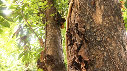 Portrait of the texture of a tree trunk