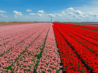 Aerial from tulipfields and wind turbines in the Netherlands in spring