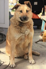 Funny brown dog in the village