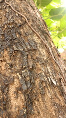 Portrait of the texture of a tree trunk