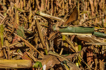 shredded corn stalks after harvest