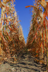 rows of corn