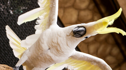 Parrots, Yellow-crested white cockatoo © Feri Eko Prabowo