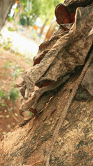 Portrait of the texture of a tree trunk