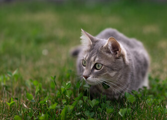 Grey domestic tabby cat hunting in grass. Curious cat looking sideways. Focused feline stares attentively with wide eyes