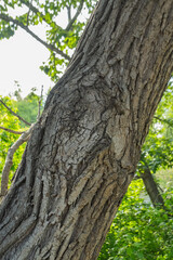 The bark of a tree is affected by a disease. The tree has a hole in it. Pathology on the trunk of the tree. Vertical