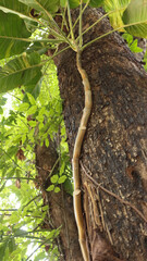 Portrait of the texture of a tree trunk