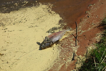dead fish on the shore of a polluted reservoir