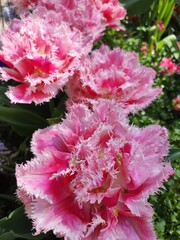 Fototapeta premium Pink and red tulips in the garden