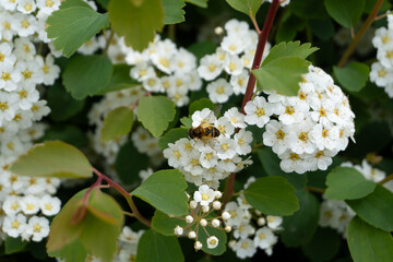 A bee on a flowering bush with white flowers. The insect is collecting pollen, emphasizing the importance of pollination. Bright flowers and green leaves create a picturesque natural setting.     