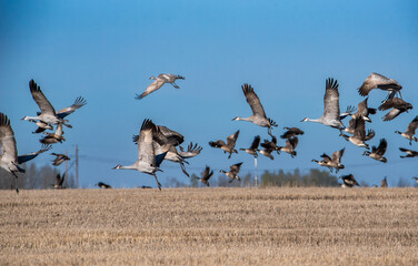 Sandhill cranes flying over a field 