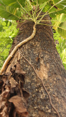 Portrait of the texture of a tree trunk
