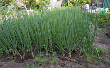 Onion plant from an organic onion bed. onion crop grown in an agricultural field or farm.