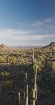 Vertical Ratio View Of Desert Landscape With Cactus Near Phoenix AZ