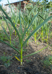Young garlic growing in the ground. Close-up of young strong plants. Vegetable garden concept.