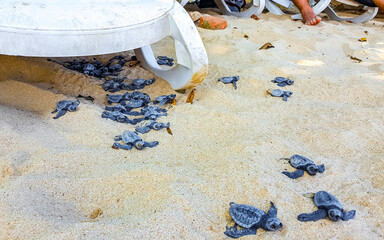 Small baby turtles crawl out sand Mirissa Beach Sri Lanka.