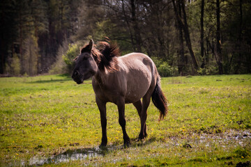 Konie rasy biłgorajskiej