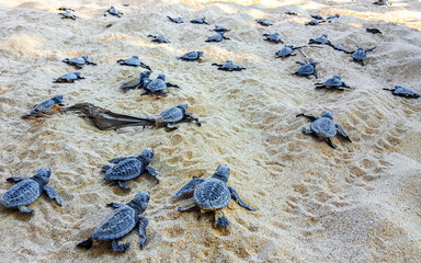 Small baby turtles crawl out sand Mirissa Beach Sri Lanka.