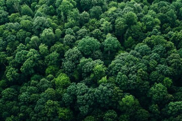 An aerial perspective of a dense forest with a mass of trees creating a thick green canopy covering the landscape