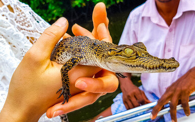 Baby crocodile from the mangroves in hand in Sri Lanka.