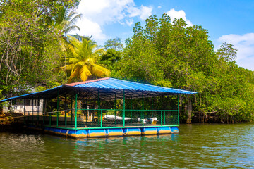 Fototapeta premium Boat safari through mangrove jungle Bentota Ganga River Bentota Beach Sri Lanka.