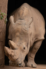 Close up Huge standing Rhino