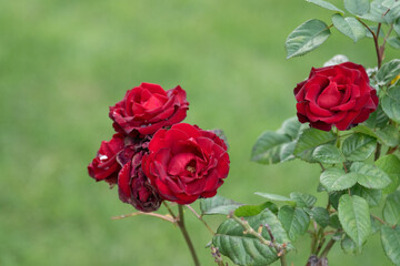 Red roses close up. Natural background. Copy space.