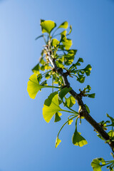 Ginkgo biloba, commonly known as ginkgo or gingko green leaves sun backlit.
