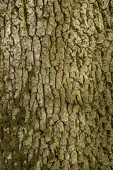 bark of a tree
