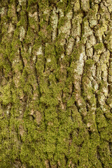 bark of a tree