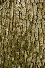 Fototapeta premium bark of a tree