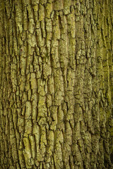 bark of a tree