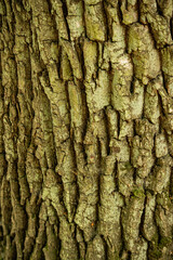 bark of a tree