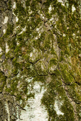 Obraz premium bark of a tree