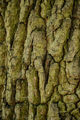 bark of a tree