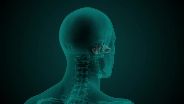 X-ray image of the head of a man with visible paranasal maxillar sinus. Anatomically correct 3d animation on dark background
