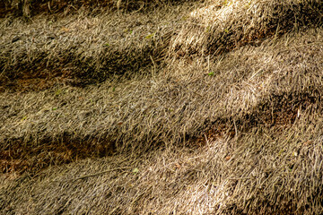 thatched roof 