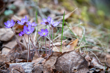 close up of common hepatica. first flowers of the spring