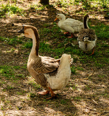 geese on the grass
