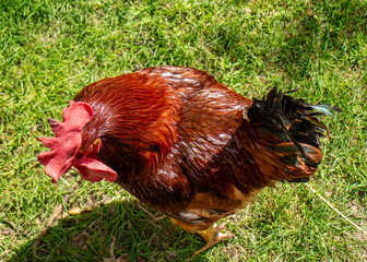 range chicken