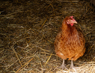 chicken in the farm