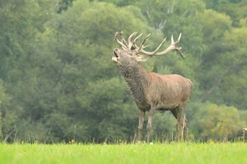 Red deer new antlers wildlife Cervus elaphus fawn western red deer male European graze in meadow nice eyes fur forest mountains, nice darling, widespread hunting animal care, hunted Europe